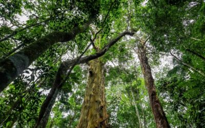 Paying Our Dues – Just One Tree at a Time…